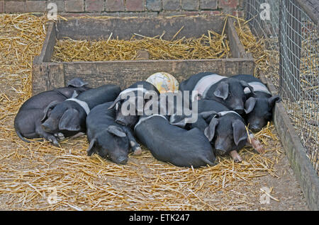 British Saddleback Piglets Stock Photo