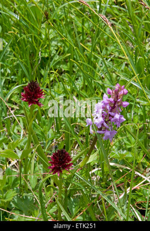 Flora of the Bernese Oberland, Switzerland Black vanilla orchid and Fragrant orchid Stock Photo