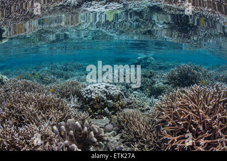 A beautiful coral reef grows in shallow water in Raja Ampat, Indonesia. This area is home to a great diversity of marine life. Stock Photo