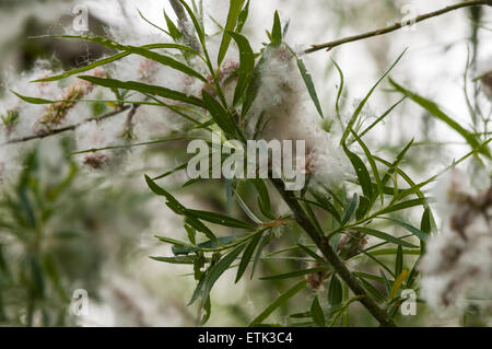 A close up of an Osier branch, Salix, with bursting catkins, shedding it's seeds. Stock Photo