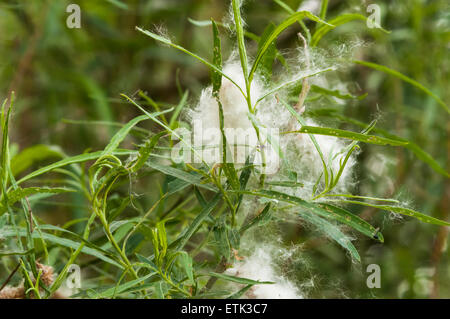 A close up of an Osier branch, Salix, with bursting catkins, shedding it's seeds. Stock Photo