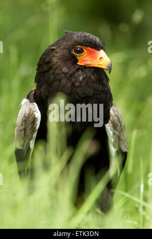 Bateleur Eagle (terathopius ecaudatus) Stock Photo