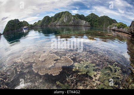 A healthy reef grows in a remote lagoon surrounded by limestone islands in Raja Ampat, Indonesia. Stock Photo