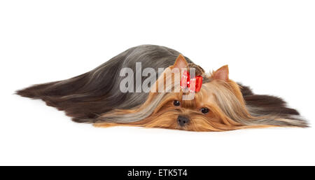 Perfectly groomed Yorkshire Terrier with scattered very long hair isolated over white Stock Photo