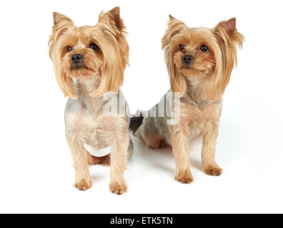 Two Yorkshire Terriers sit on white background. They were washed, got haircut and perfectly groomed before photo shoot. Stock Photo