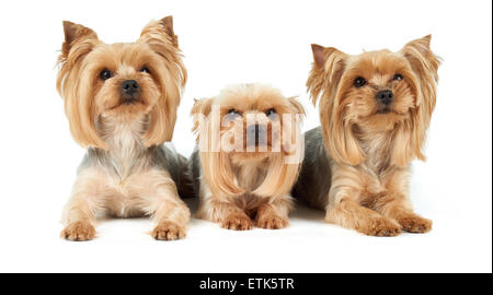 Three Yorkshire Terriers lie on white background. They were washed, got haircut and perfectly groomed before photo shoot. Stock Photo