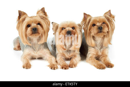 Three perfectly groomed Yorkshire Terriers isolated over white Stock Photo