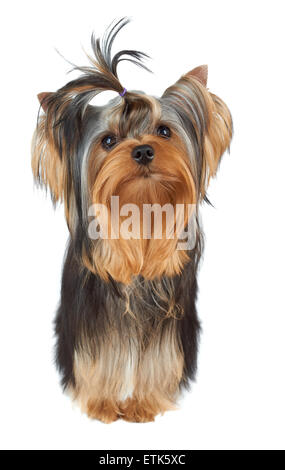 One perfectly groomed puppy of the Yorkshire Terrier with top knot stands on white background Stock Photo