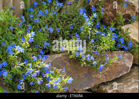 Lithodora diffusa heavenly blue Stock Photo