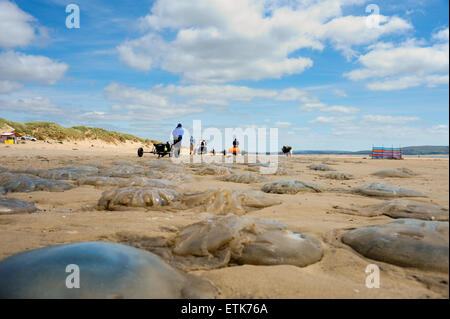 South Wales, UK, Sunday 14th June 2015. Thousands of jellyfish are washed-up on Pembrey Sands (Cefn Sidan), Pembrey Country Park, near Llanelli, Carmarthenshire, Wales, UK. The jellyfish, forming a long and continuous strip along the beach, became stranded along the eight miles of coast due to its vast tidal range.   Pictured is a long line of jellyfish stretching into the distance as visitors walk along the beach. Credit:  Algis Motuza/Alamy Live News Stock Photo