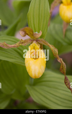 Cypripedium parviflorum var. pubescens. Yellow lady's slipper orchid in a glasshouse. Stock Photo