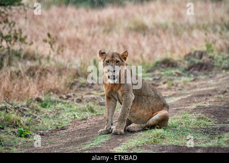 young lion in rain, Panthera leo, Queen Elizabeth National Park, Uganda, Africa Stock Photo