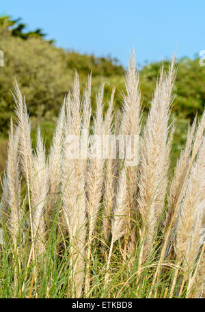 Pampas grass (Cortaderia selloana) growing near water in Summer in West Sussex, England, UK. Stock Photo