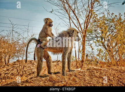 Olive baboon (Papio anubis), mother with youngster on back, Uganda, Africa Stock Photo