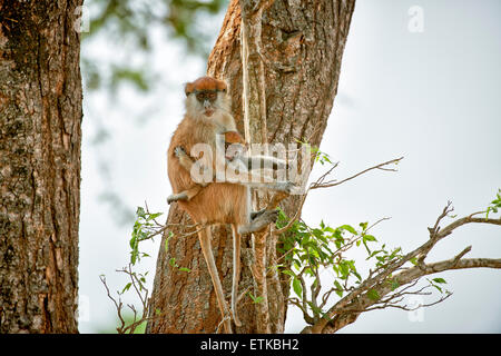 patas monkey or Hussar monkey, Erythrocebus pata, Murchison Falls National Park, Uganda, Africa Stock Photo