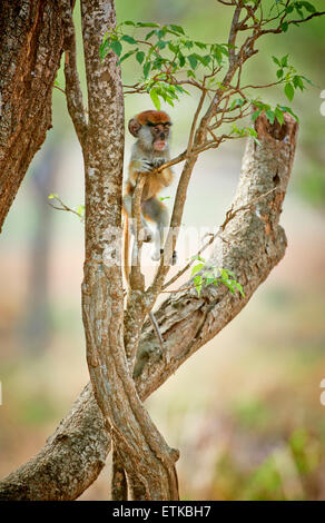 juvenile patas monkey or Hussar monkey, Erythrocebus pata, Murchison Falls National Park, Uganda, Africa Stock Photo