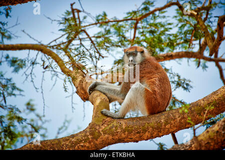 patas monkey or Hussar monkey, Erythrocebus pata, Murchison Falls National Park, Uganda, Africa Stock Photo