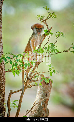 juvenile patas monkey or Hussar monkey, Erythrocebus pata, Murchison Falls National Park, Uganda, Africa Stock Photo