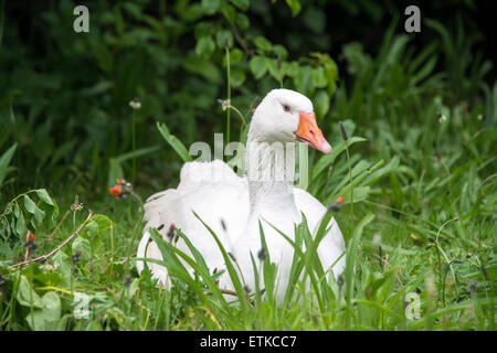 White female roman goose lying in long grass Stock Photo