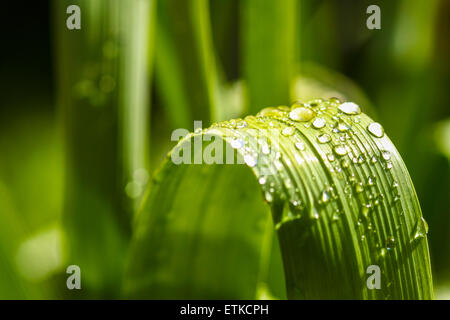 Water drops on a tulip leaf Stock Photo
