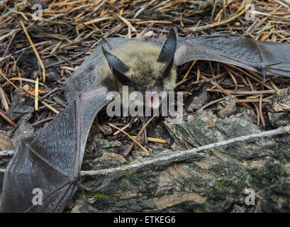 Townsend's big-eared bat (Corynorhinus townsendii) is a species of Vesper bat. They commonly hibernate in the winter. Sierra foo Stock Photo