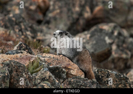 A Hoary Marmot (Marmota caligata) suns on a rocky slope near its burrow at or above tree line in Denali National Park, Alaska. Stock Photo