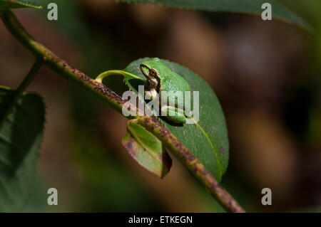 Pacific Tree Frog (Pseudacris regilla) green morph sitting on a Rhododendron leaf. Sierra foothills of Northern California. Stock Photo