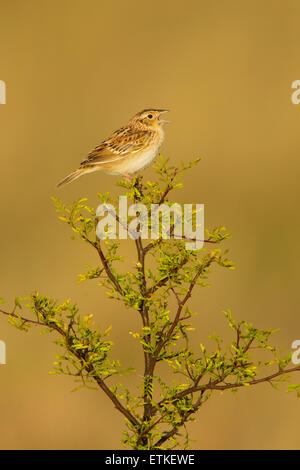 Grasshopper Sparrow  Ammodramus savannarum Sonoita, Cochise County, Arizona, Unites States 17 May        Adult Male singing from Stock Photo