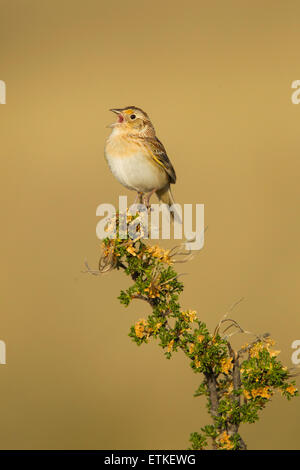 Grasshopper Sparrow  Ammodramus savannarum Sonoita, Cochise County, Arizona, Unites States 17 May        Adult Male Mountain Mah Stock Photo