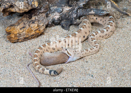 Sidewinder  Crotalus cerastes cercobombus  Pima County, Arizona, United States  13 June        Adult with Pocket Mouse (Chaetodi Stock Photo