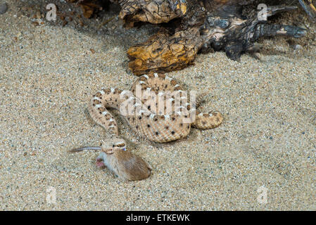 Sidewinder  Crotalus cerastes cercobombus  Pima County, Arizona, United States  13 June        Adult with Pocket Mouse (Chaetodi Stock Photo