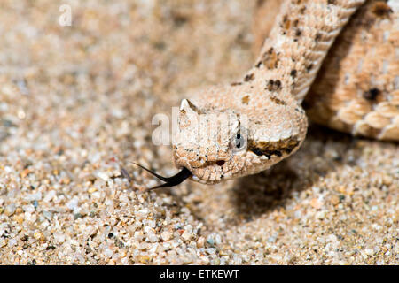 Sidewinder  Crotalus cerastes cercobombus  Pima County, Arizona, United States  13 June        Adult      Viperidae: Crotalinae Stock Photo