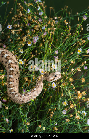 Sidewinder  Crotalus cerastes cercobombus  Pima County, Arizona, United States  13 June        Adult      Viperidae: Crotalinae Stock Photo