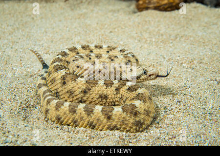 Sidewinder  Crotalus cerastes cercobombus  Pima County, Arizona, United States  13 June        Adult      Viperidae: Crotalinae Stock Photo