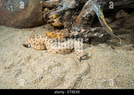 Sidewinder  Crotalus cerastes cercobombus  Pima County, Arizona, United States  13 June        Adult      Viperidae: Crotalinae Stock Photo