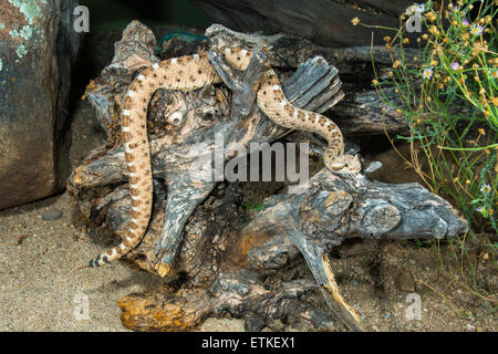 Sidewinder  Crotalus cerastes cercobombus  Pima County, Arizona, United States  13 June        Adult     Viperidae: Crotalinae Stock Photo