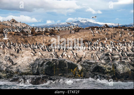 King Cormorant colony sits on an Island in the Beagle Channel Stock Photo