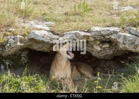 Lioness in a cave, yawning, Serengeti National Park, Tanzania Stock Photo