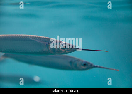 Ballyhoo bait fish hi-res stock photography and images - Alamy