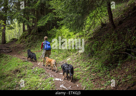 A man hiking uphill with 3 dogs on a forest trail in the Alps. Stock Photo