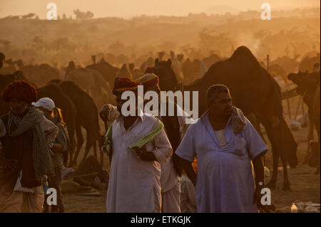 Sunset scene at the Puskar Camel Fair, Rajasthan, India Stock Photo