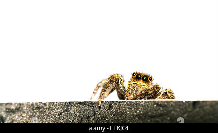 Garden jumping spider (Tan spider) looking at camera Stock Photo