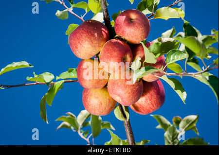 Cluster of red apples at an orchard in Cashtown, Pennsylvania, USA Stock Photo