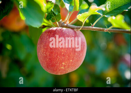 A single red apple hanging on a branch at an orchard in Cashtown, Pennsylvania, USA Stock Photo