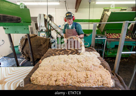 Worker pumping out pulp for making apple cider at an orchard in Wexford, Pennsylvania, USA Stock Photo