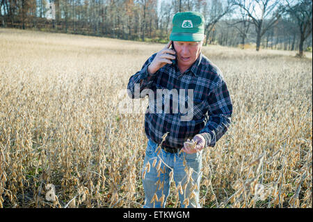 Soybean farmer talking on his cell phone in soybean field in Jarrettsville, Maryland, USA Stock Photo