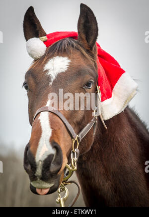 Close-up of Horse with tongue sticking out with a santa hat in Ellicott City, Maryland, USA Stock Photo