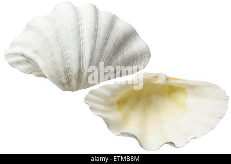 White Sea Shells Isolated on White Background Stock Photo