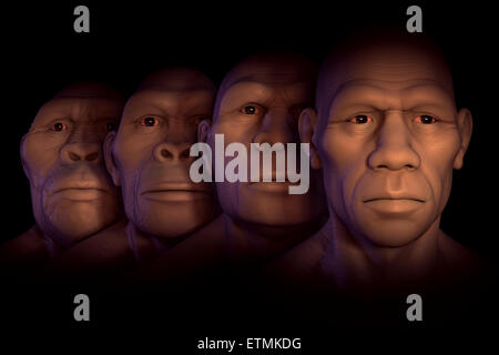 Conceptual image showing four stages of human evolution; Australopithecus, Homo Habilis, Homo Erectus and Homo Sapiens. Stock Photo