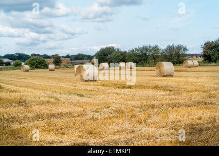 Large round strawbailes in a field of newly harvested crops on a summers day Stock Photo
